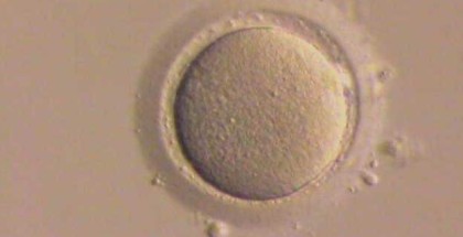 Oocyte