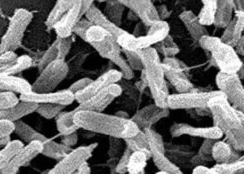 [Physician Comment] The extent of C. difficile infections may not differ in light of immune status