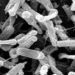 [Physician Comment] The extent of C. difficile infections may not differ in light of immune status