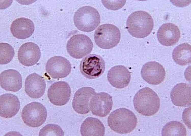 Experimental malaria vaccine confers modest, short-term protection