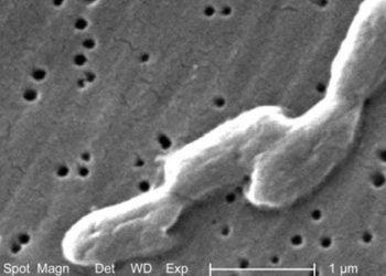 Eritoran does not decrease mortality during severe sepsis [The ACCESS Trial]