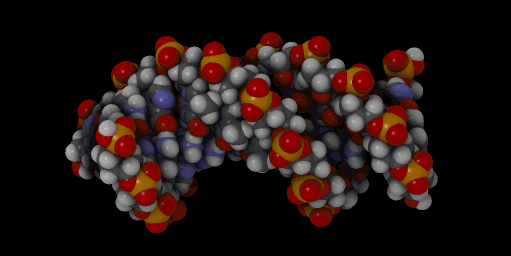 Bdna (1)
