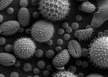 Sublingual immunotherapy may be safe and effective for asthma and allergic rhinoconjunctivitis