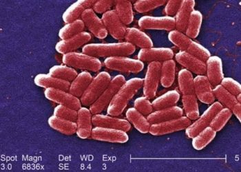 Metagenomics: A new method of identifying bacterial outbreaks