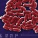 Metagenomics: A new method of identifying bacterial outbreaks