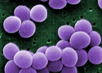 Staph. aureus vaccine does not decrease postoperative infection rates