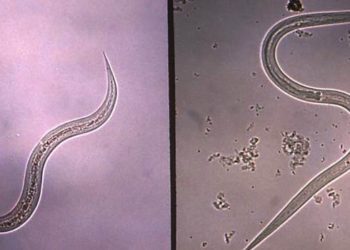 Health education module reduces parasitic infections