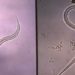 Health education module reduces parasitic infections
