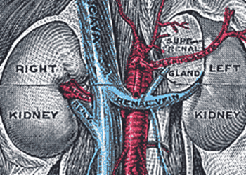 Procalcitonin levels linked with acute pyelonephritis