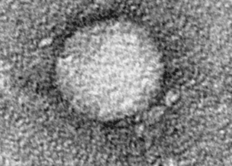 New hepatitis C virus (HCV) treatment effective