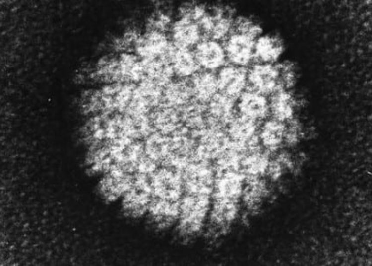 Reduced HPV vaccine doses may be adequate