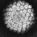 Reduced HPV vaccine doses may be adequate