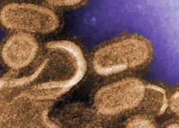 Influenza vaccine safe for IBD patients