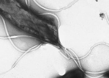 H. Pylori infection influenced by genes