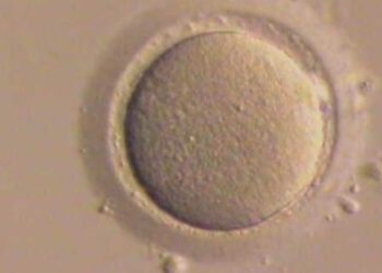 Patient centeredness poor predictor of fertility care dropout