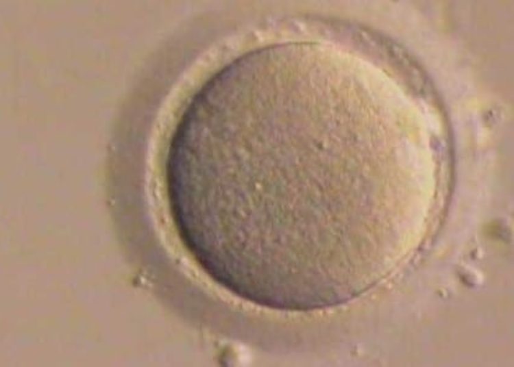 Patient centeredness poor predictor of fertility care dropout