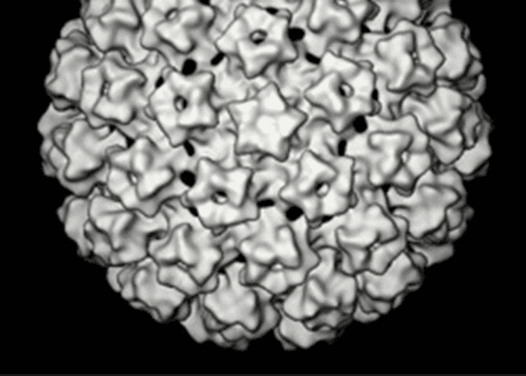 Ethnic disparities in HPV 16/18-positive high-grade cervical lesions