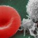 Prophylactic platelet transfusions prevent bleeding in hematologic cancers