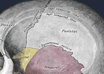 Point-of-care ultrasound effectively identifies pediatric skull fractures