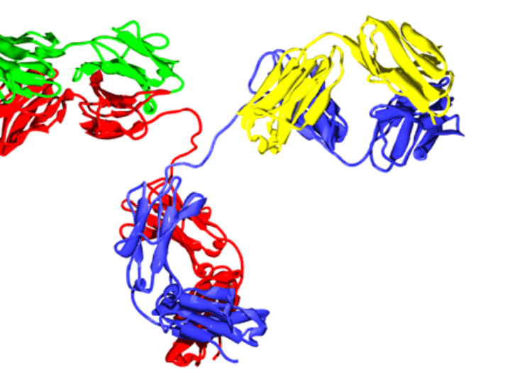 Age and number of islet autoantibodies associated with diabetes risk