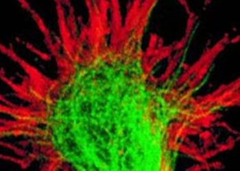 Clinical impression not reliable in identifying drug-seeking behavior