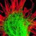 Clinical impression not reliable in identifying drug-seeking behavior