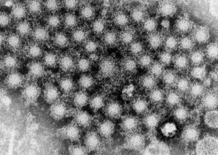 Study lends support for interferon-free treatment of hepatitis C