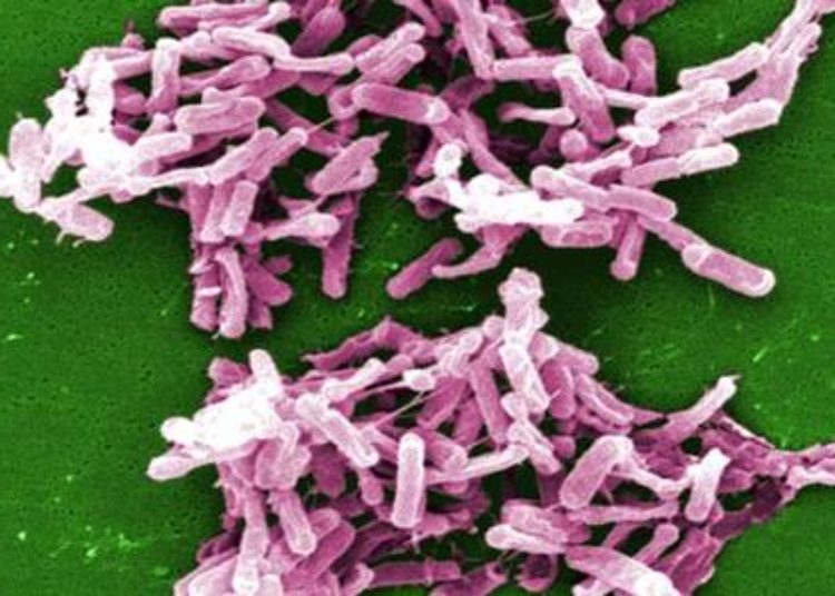 Probiotic formulations do not prevent antibiotic-associated diarrhea