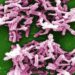 Probiotic formulations do not prevent antibiotic-associated diarrhea