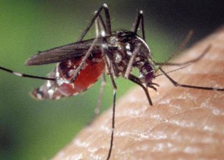 Insecticidal bed nets linked with reduced transmission of lymphatic filariasis