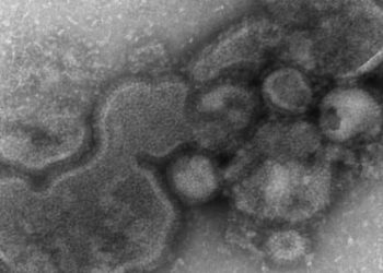 AAP recommendations for the upcoming 2013 – 2014 influenza season