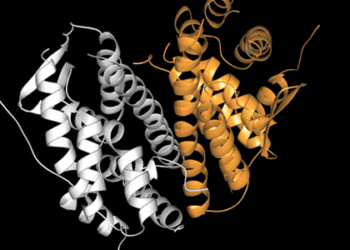 Conjugated equine estrogens may elevate risk of venous thrombosis