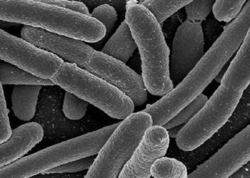 E. coli in mid-stream urine highly sensitive for cystitis