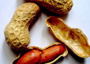 Peripregnancy nut consumption may decrease development of nut allergies