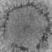 High mortality rates reported in ill patients with MERS-CoV