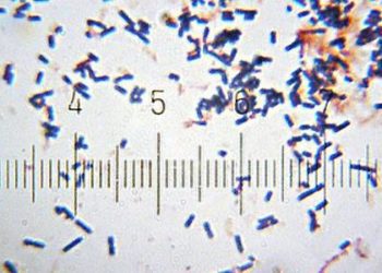 Probiotics improve colic, reduce GI disorders in infants