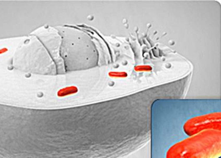 Mitochondrial dysfunction identified in the pathogenesis of renal Fanconi’s syndrome