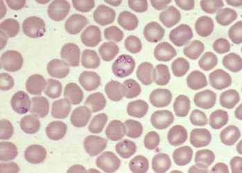 Malarial transmission substantially reduced in endemic Africa