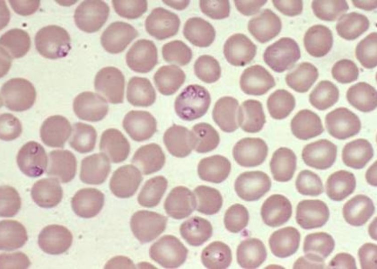 Malarial transmission substantially reduced in endemic Africa