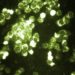 Clinical practice guidelines linked to improved bronchiolitis outcomes