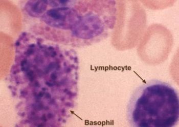 Modulating lymphocyte populations decreases graft rejection in mice