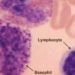 Modulating lymphocyte populations decreases graft rejection in mice