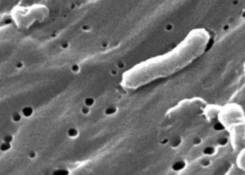 Oral cholera vaccine effective for outbreak control