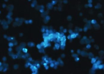 Delaying intrathecal therapy in leukemia may preclude need for cranial radiotherapy