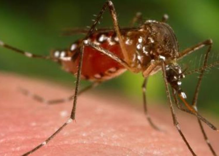 New dengue fever vaccine effective in phase 3 trial