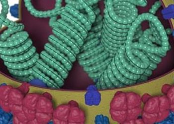 High-dose vaccine reduces influenza in adults 65 years and older