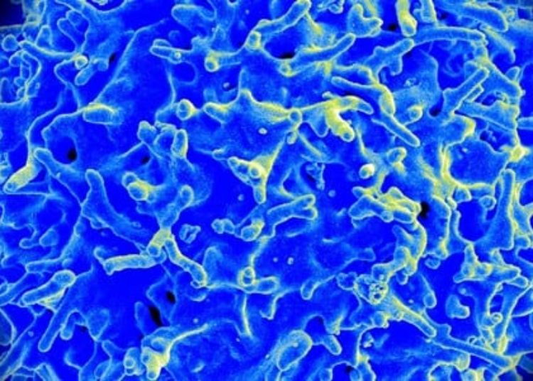 Donor and recipient regulatory T-cells may promote transplant tolerance in mice