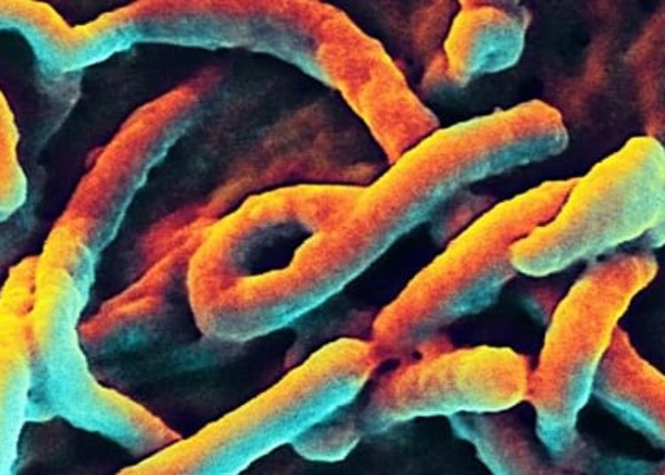 Ebola outbreak projected to exceed 20,000 cases by November