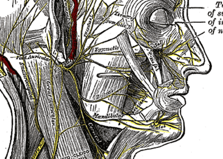 Novel nerve autograft method may aid facial paralysis recovery