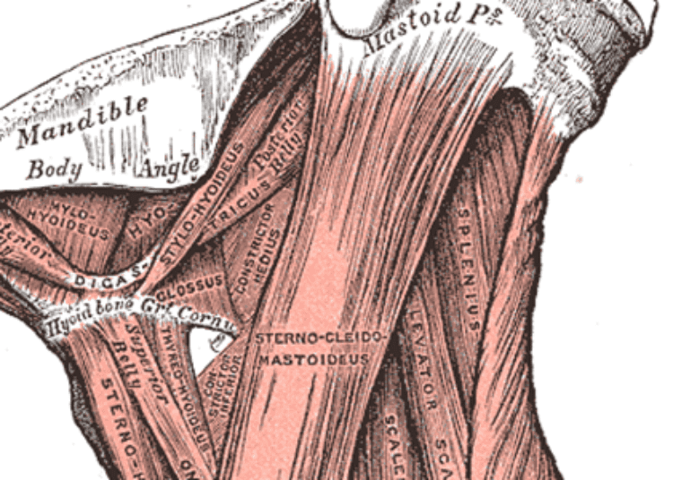 Elective neck dissection may be unnecessary for adenoid cystic carcinoma